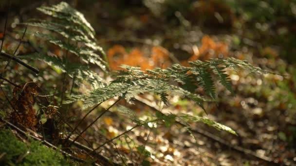 Samambaia Tranquila Floresta Suavemente Soprando Brisa — Vídeo de Stock