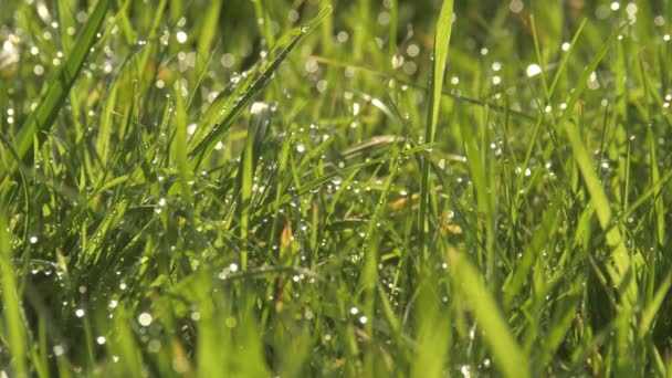 風に優しく吹いている露に覆われた草を輝く太陽 — ストック動画