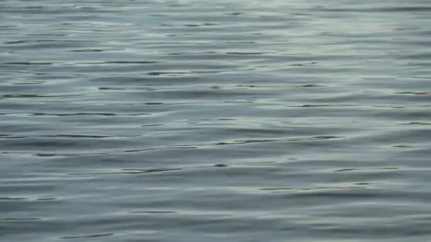 Pacífico Suavemente Ondulando Superfície Lago — Vídeo de Stock
