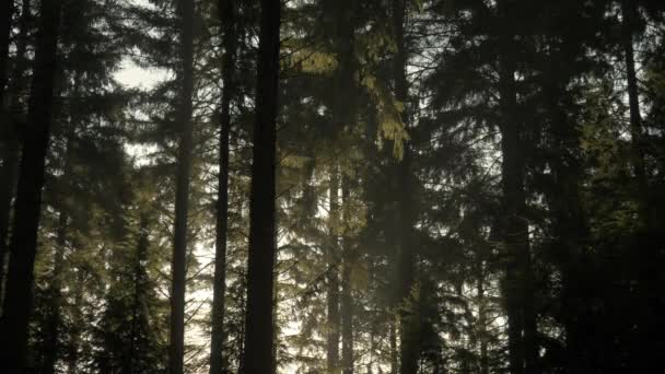 Raios Sol Irradiando Através Dossel Florestal Pacífico — Vídeo de Stock