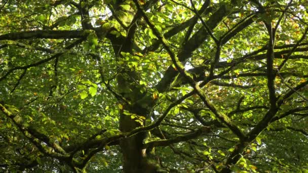 Belle Verdure Luxuriante Couvert Forestier Soufflant Doucement Les Rayons Soleil — Video