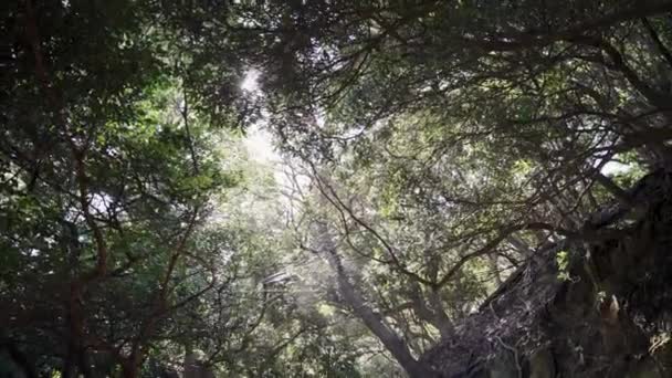 Floresta Tomogashima Nascer Sol Raios Luz Através Dossel Japão — Vídeo de Stock