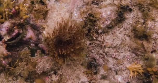 Ένα Lone Sea Anemone Ταλαντεύεται Πλοκάμια Στη Θάλασσα Ρεύμα Άγιος — Αρχείο Βίντεο