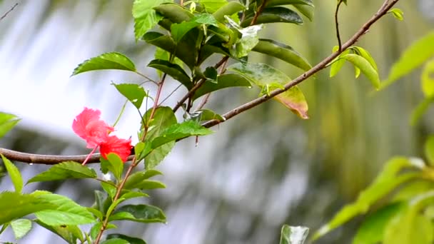 Primer Plano Flor Árbol Orquídea Hong Kong Bauhinia Pétalos Rosados — Vídeos de Stock