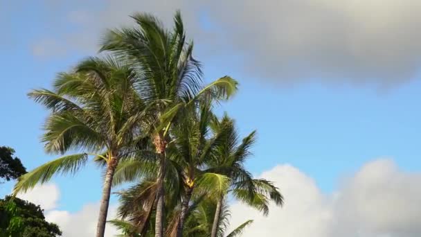 Palme Hawaiane Che Soffiano Nel Vento Con Sfondo Cielo Blu — Video Stock