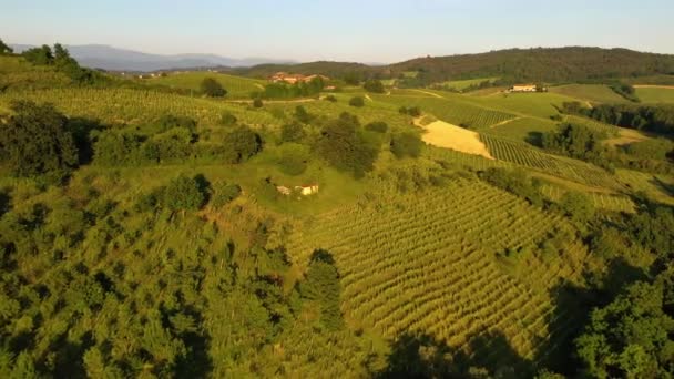 Luchtfoto Rondom Rijen Wijnplanten Gouden Uur Piemonte Italië Rondcirkelen Drone — Stockvideo