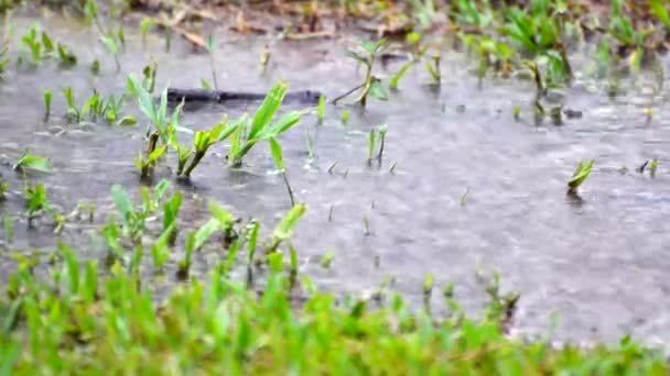 Heftige Regengüsse Auf Gras Während Eines Monsunschauers Mittelamerika Große Mengen — Stockvideo