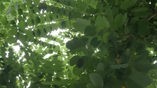 Groene Boombladeren Met Zon — Stockvideo