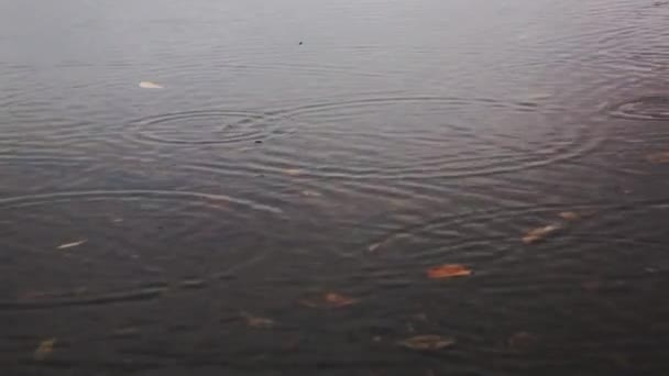 湖中的雨 湖中有树叶 — 图库视频影像