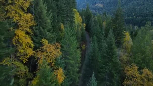 Schneller Überflug Über Schön Gefärbten Borealwald Den Hängen Herrlicher Berge — Stockvideo