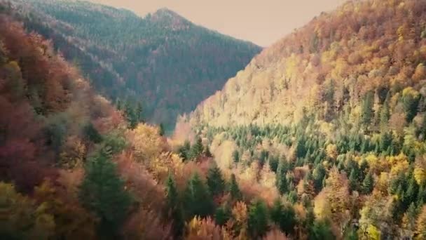 Luchtfoto Onthullen Rivier Vallei Met Oranje Herfstboom Gebladerte Surround Rivieroever — Stockvideo