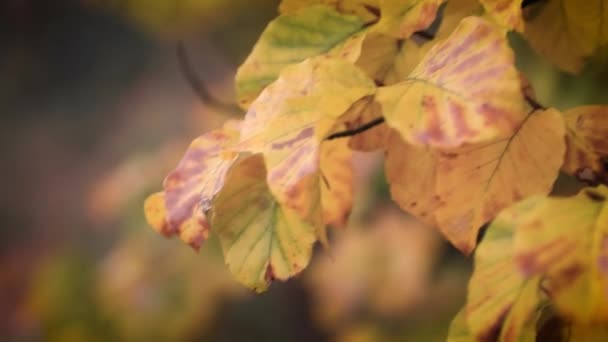 Cerca Bokeh Centra Las Hojas Amarillas Temporada Otoño Panorámica Izquierda — Vídeos de Stock