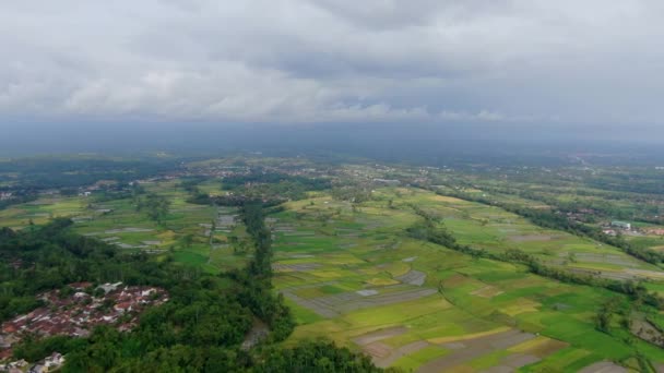 Pequeños Pueblos Indonesia Enormes Campos Arroz Vista Drones Ángulo Alto — Vídeo de stock