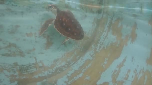 Ένα Μωρό Θαλάσσια Χελώνα Αιχμάλωτη Κολύμβηση Στην Πισίνα Καρέτα Καρέτα — Αρχείο Βίντεο