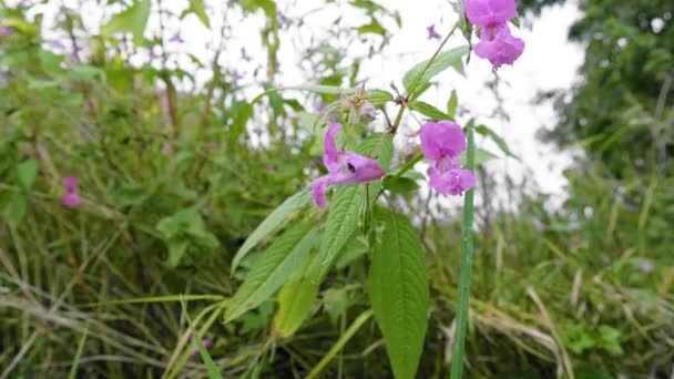 花の上にミツバチ ピンクと緑のバルサムの花から出てくる小さな蜂のクローズアップ — ストック動画