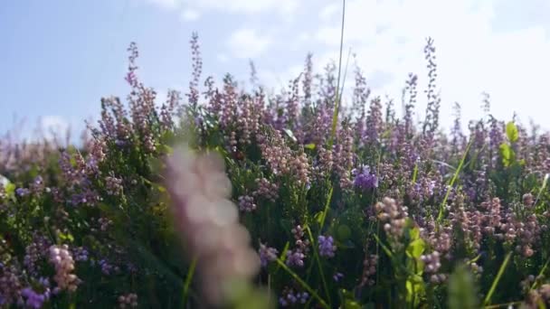 Purple Heather Einem Strahlend Sonnigen Tag Nahaufnahme Einer Rosafarbenen Heidekrautpflanze — Stockvideo