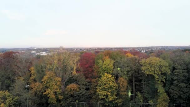 Ringhalsade Parakiter Flyger Himlen Woluwe Park Bryssel Belgien Flygdrönare Skott — Stockvideo