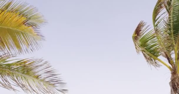 Vista Céu Palmeiras Folhas Galhos Fundo — Vídeo de Stock