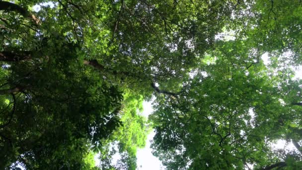 Солнечный Свет Сквозь Листья Деревьев Лесном Ландшафте Природного Парка Гонконга — стоковое видео