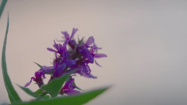 Close Purple Loosestrife Flor Soprada Pelo Vento Foco Rack — Vídeo de Stock