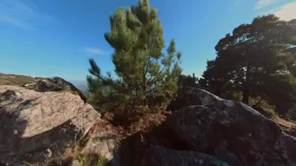 Volare Verso Albero Punto Vista Rivelatore Con Foresta Nel Parco — Video Stock