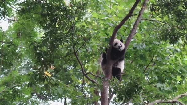 Bonito Oso Panda Descansando Árbol Bosque China Ángulo Bajo — Vídeos de Stock