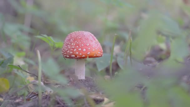 Red White Spotted Fly Agaric Mushroom Amanita Muscaria Soil Ampio — Video Stock