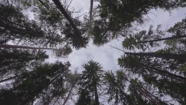 Gün Batımındaki Uzun Yoğun Ladin Ağaçlarına Bakıyorum Düşük Açı Yörünge — Stok video