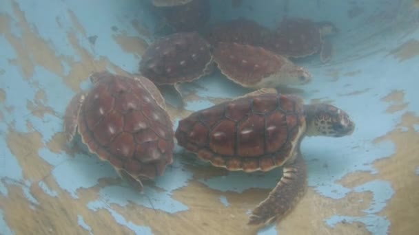 Gruppe Gefangener Caretta Caretta Meeresschildkröten Boden Eines Salzwasserpools — Stockvideo