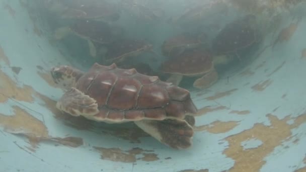 Loggerhead Zeeschildpad Caretta Caretta Gevangen Tank Met Zoutwater — Stockvideo