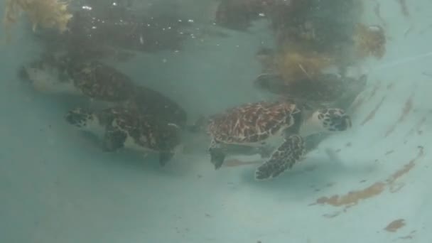 Eretmochelys Imbricata Hawksbill Havssköldpaddor Simma Fånge Los Roques Skärgård — Stockvideo