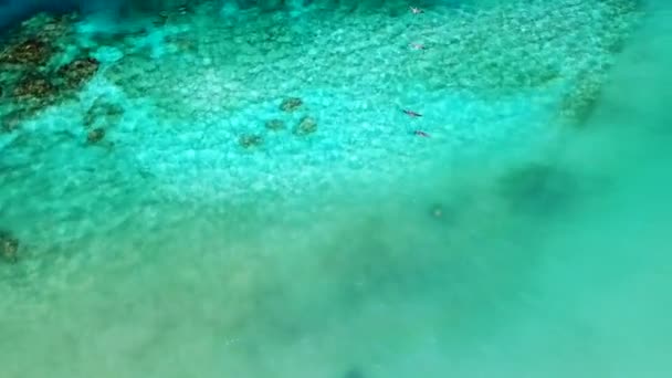 Pélicans Survolant Océan Bleu Porto Rico — Video