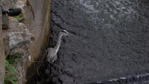 Great Blue Heron Vandrar Långsamt Grunt Rinnande Vatten Och Undersöker — Stockvideo