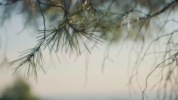 Gün Batımında Arka Planda Bulanık Çam Ağacı Dalı — Stok video