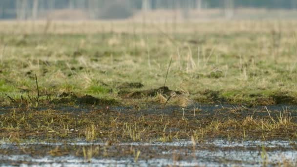Eurasian Whimbrel Feeding Wetlands Spring Migration — Stock Video