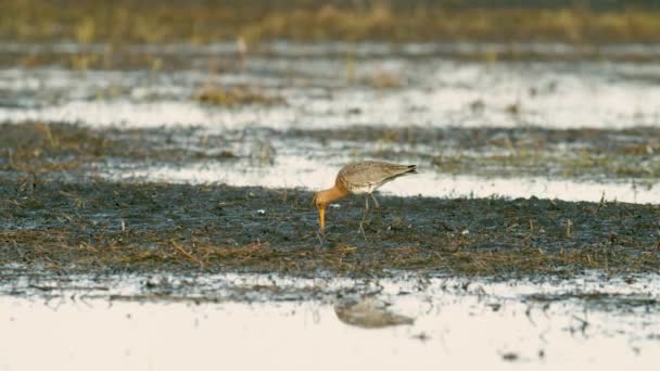 Black Tailed Godwit Close Spring Migration Wetlands Feeding Morning Light — Stock Video