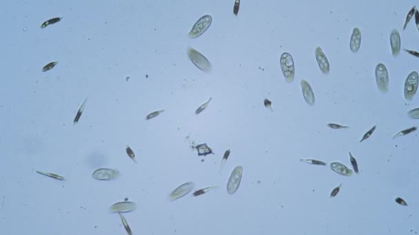 显微镜下明亮场中的原生动物单细胞生物 — 图库视频影像