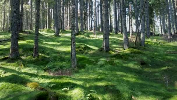 Virgin Forest Lange Bomen Groeien Groene Heuvels Van Berg Terugtrekken — Stockvideo