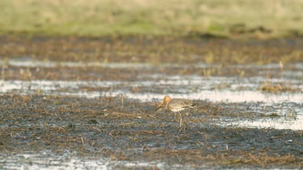 Black Tailed Godwit Close Spring Migration Wetlands Feeding Morning Light — Stock Video