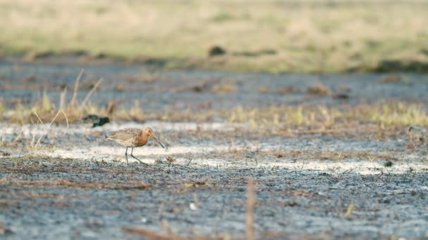 在春光下觅食的春季迁徙湿地中 黑色尾翼的神智清醒 — 图库视频影像