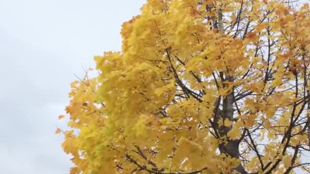 Natuur Moody Scene Gele Esdoorn Bladeren Verplaatsen Van Wind Dicht — Stockvideo