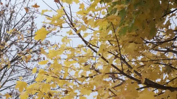 Natureza Moody Cena Amarelo Bordo Folhas Movendo Vento Perto Inverno — Vídeo de Stock