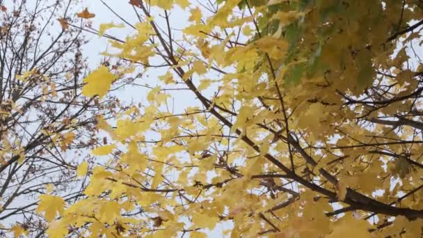 4k Természet Moody jelenet sárga juhar levelek mozog a szél közel a tél a hideg ősszel felhős szürke háttér. Természeti fogalom