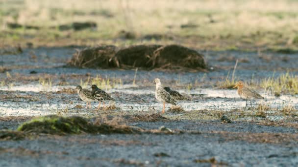 Flock Ruffs Black Tailed Godwit Feeding Resting Spring Migration Wetlands — Stock Video