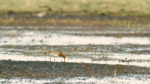 Zwarte Staartgodin Close Lente Migratie Wetlands Voeden Het Ochtendlicht — Stockvideo