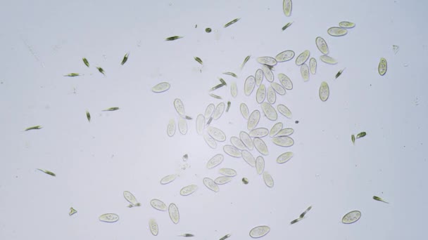 显微镜下明亮场中的原生动物单细胞生物 — 图库视频影像