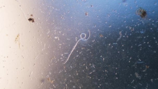 Nematode Parazitický Červ Mikroskopu Jasné Pole — Stock video