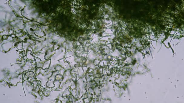 显微镜下明亮场中的绿藻细胞 — 图库视频影像