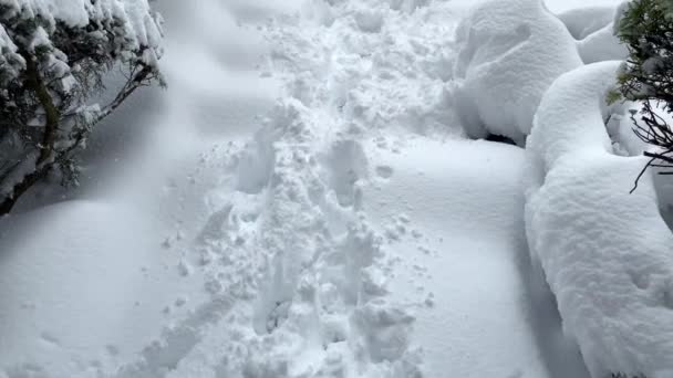 Вертикальная Сковорода Заснеженный Лес После Сильного Снегопада Тенями Людей Играющих — стоковое видео