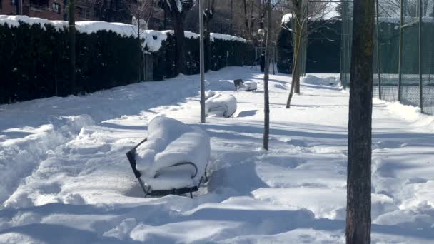 Homem Com Máscara Facial Sanitária Caminha Pelo Parque Coberto Neve — Vídeo de Stock